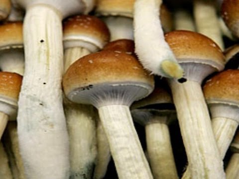 Psychedelic Science: Magic Mushrooms
