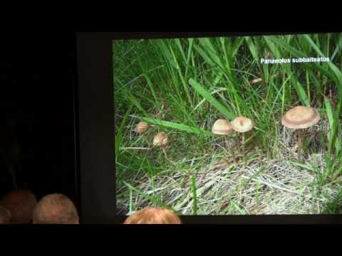 Paul Kroeger – The History of Psilocybin Containing Magic Mushrooms