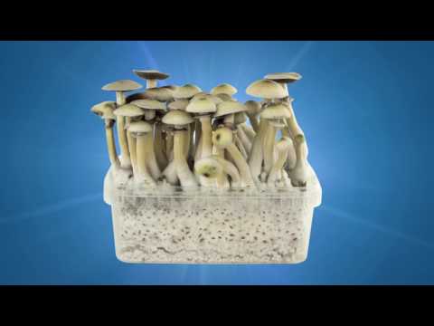 Zamnesia Mushroom Growkit – How to Prepare By Zamnesia Webshop (1080P HD)