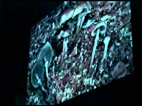 Psilocybin Mushrooms of the World – Paul Stamets 8/30/98