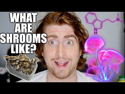 What’s eating shrooms like? The magic mushrooms (psilocybin cubensis) psychedelic trip experience