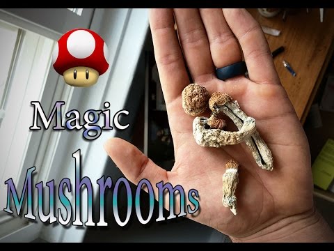 Incredible Psilocybin Mushroom Trip Report (AMAZING!!!)