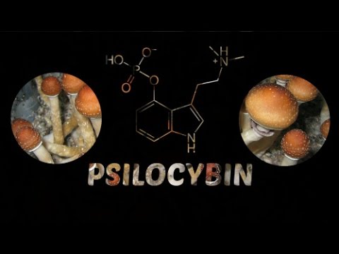 This is the Mushrooms Program (Terence Mckenna)