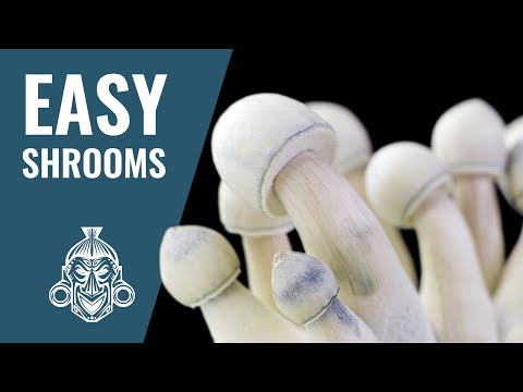 Magic Mushroom Grow Kit MushMush – How to Grow & Harvest