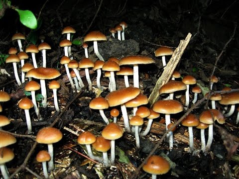 Magic Mushrooms – Quarks & Co