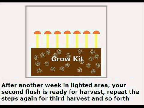 Shrooms Grow Kit Tutorial