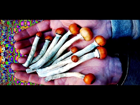 Psilocybin Cubensis (Magic Mushrooms) 5g Experience Report by Enigma