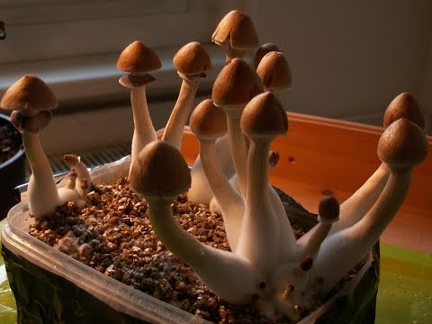 Mystic Medicine –  The Therapeutic Potential of Magic Mushrooms