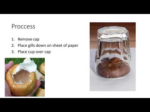 How to Get Spores From Store Bought Mushrooms