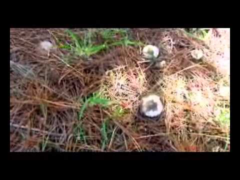 Amanita Muscaria Fly Agaric hunting,in Australia magic mushrooms down under