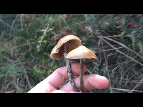 How to find + identify psilocybe subaeruginosa (magic mushroom)
