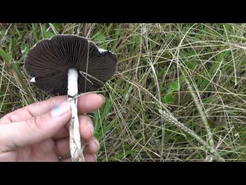Psilocybin Cubensis mushrooms- examples in situ – part 2