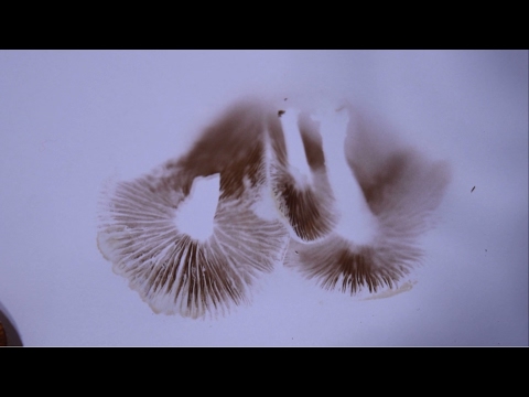 How To Take A Spore Print – Identifying Wild Mushrooms
