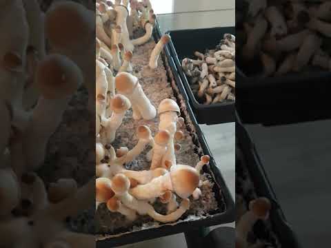 Harvesting Penis Envy psilocybin mushrooms