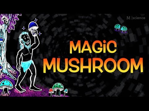 Effects Of Magic Mushrooms On The Human Brain|Mscience (malayalam)