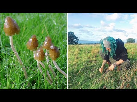 Mushroom Picking Guide 🍄 (Liberty Caps)