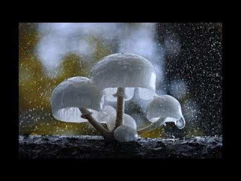 Documentary – The Magic of Mushrooms best documentary