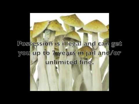 Magic mushrooms, effects , risks