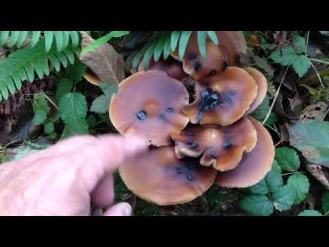 The most Psilocybin Mushroom In the World: Psilocybe azurescens