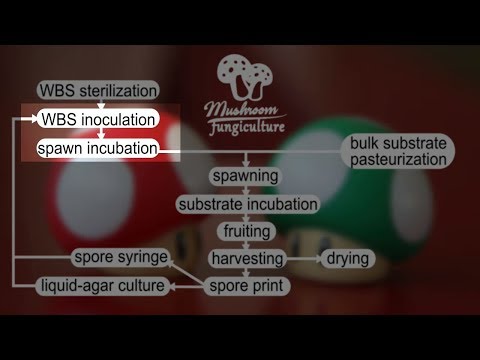 (2) Mushrooms at home: WBS tutorial (inoculation & incubation)