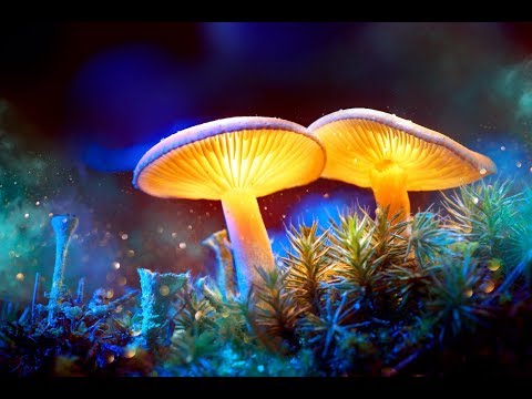 Denver Moves To Decriminalize Magic Mushrooms