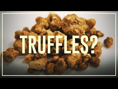 Magic truffles (psilocybin) – Do’s and don’ts | Drugslab
