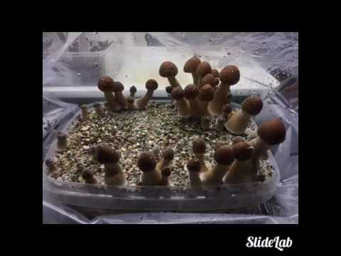 Mazatapec mushroom grow