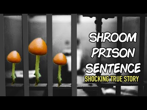 HARSH Prison Sentence for Magic Mushroom Possession | TRUE STORY