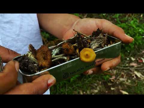 KODAIKKANAL EXPERIENCE(Magic Mushrooms)