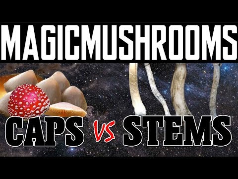"Are Caps Better Than Stems?" | Magic Mushrooms