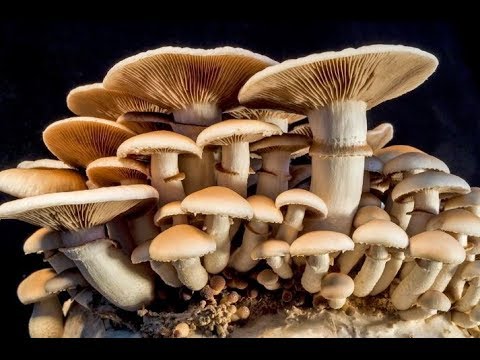 Mushroom farming: Step by step guide