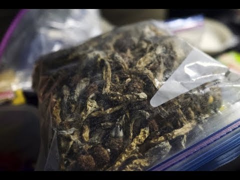 Denver Becomes First U.S. City to Decriminalizes 'Magic Mushrooms'