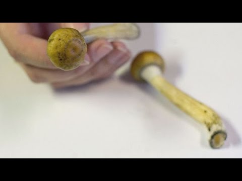 Denver becomes first US city to decriminalize 'magic mushrooms'