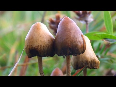 Magic mushrooms could treat mood disorders