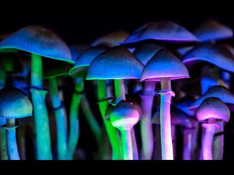 Denver Decriminalizes Magic Mushrooms