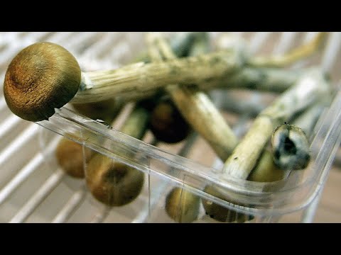 Denver could decriminalize 'magic mushrooms'