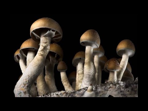Denver becomes first city in the U.S. to decriminalize ‘magic mushrooms’