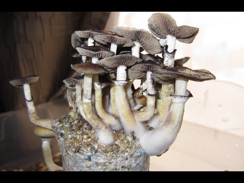 Growing Shrooms from Start to Finish