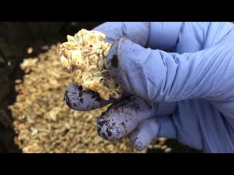 Growing Magic Mushrooms: Spawning to Bulk Substrate