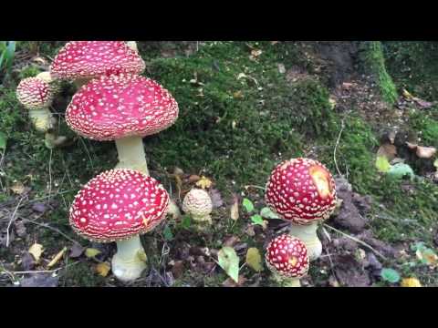 Amanita muscaria, The Fly Agaric