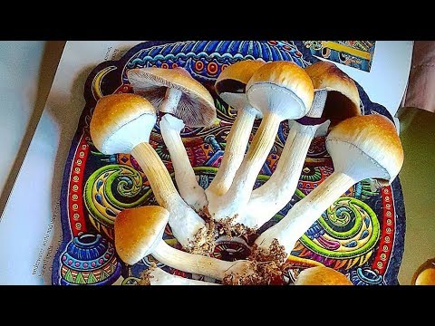 Magic Mushroom Grow Guide.