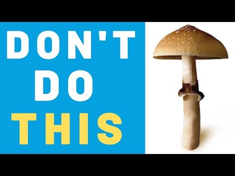 Microdosing Psilocybin "Magic" Mushrooms – DOs & DON'Ts
