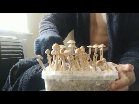 Golden Teacher Growkit – First Ever Magic Mushroom Grow