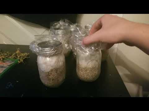 How to grow "Magic Mushrooms" 2 weeks after inoculation
