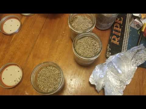 How to grow "Magic Mushrooms" inoculation of the substrate