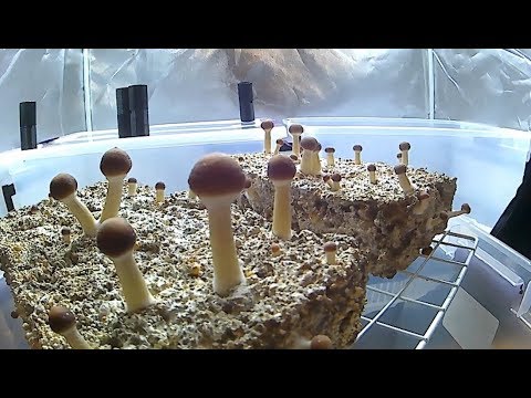 Growing Magic Mushrooms Using Coco Coir + Vermiculite
