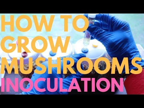 Inoculation | How To Grow Mushrooms | Part 2
