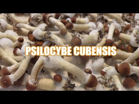Growing Magic Mushrooms | Psilocybe Cubensis