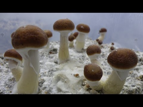 Growing Magic Mushrooms Second Flush 🍄 Sneak Peak