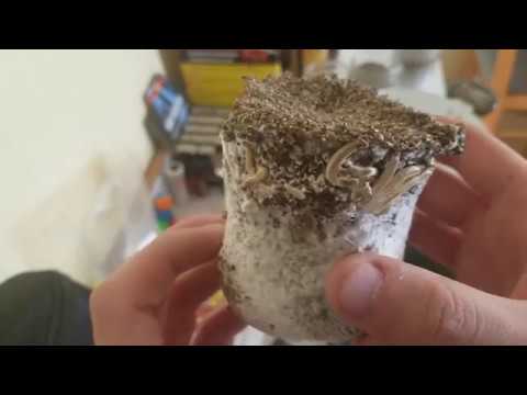 How to grow "Magic Mushrooms" flushing our BRF cakes Before spawn!